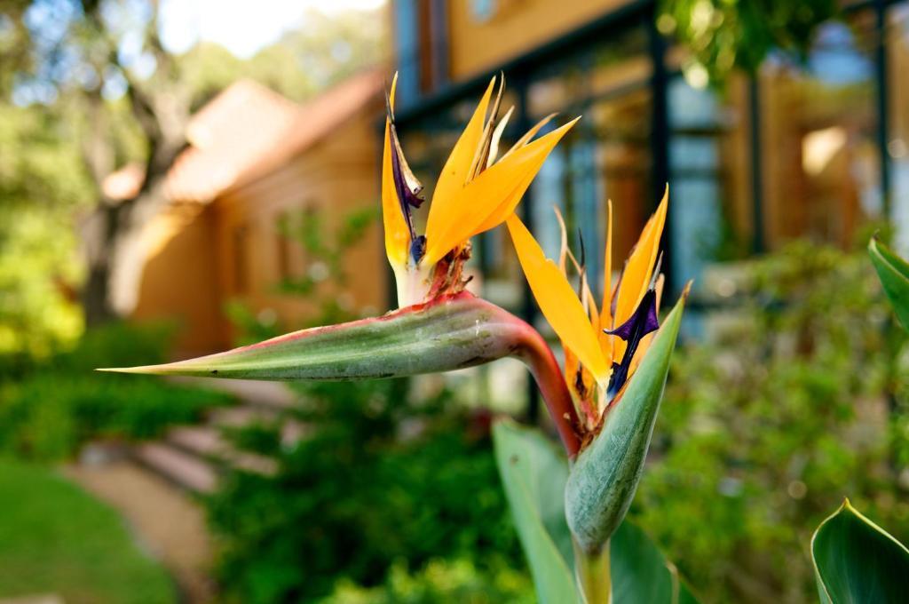 Cap Serein Guest House Cape Town Ngoại thất bức ảnh
