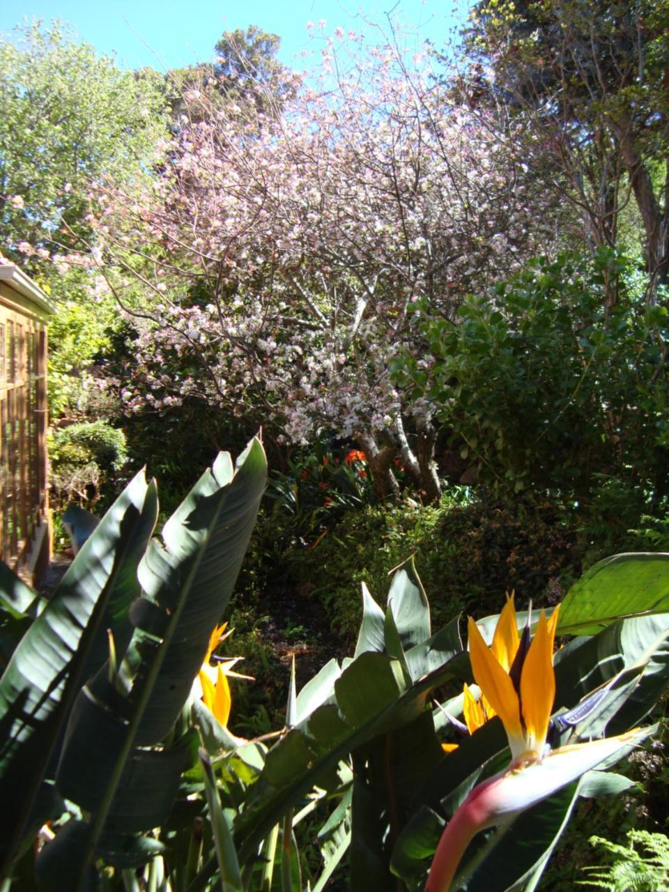 Cap Serein Guest House Cape Town Ngoại thất bức ảnh